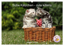 Süße Kätzchen - cute kittens (Wandkalender 2024 DIN A2 quer), CALVENDO Monatskalender