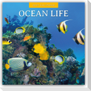 Ocean Life - Leben im Ozean 2027 - 16-Monatskalender