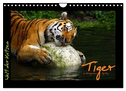 Welt der Katzen - Tiger (Wandkalender 2024 DIN A4 quer), CALVENDO Monatskalender