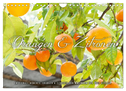 Emotionale Momente: Orangen & Zitronen. (Wandkalender 2024 DIN A4 quer), CALVENDO Monatskalender