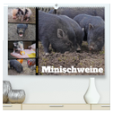 Faszination Minischweine (hochwertiger Premium Wandkalender 2024 DIN A2 quer), Kunstdruck in Hochglanz