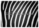 Emotionale Momente: Zebras - black & white. (Wandkalender 2025 DIN A2 quer), CALVENDO Monatskalender