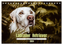 Verzauberung Labrador Retriever 2024 (Tischkalender 2024 DIN A5 quer), CALVENDO Monatskalender