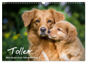 Toller - Nova Scotia Duck Tolling Retriever (Wandkalender 2024 DIN A3 quer), CALVENDO Monatskalender