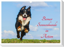 Berner Sennenhunde in Action (Wandkalender 2024 DIN A3 quer), CALVENDO Monatskalender