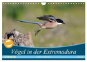 Vögel in der Extremadura (Wandkalender 2024 DIN A4 quer), CALVENDO Monatskalender