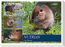 NUTRIAS Cute Rodents (Wall Calendar 2024 DIN A3 landscape), CALVENDO 12 Month Wall Calendar