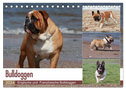 Bulldoggen - Englische und Französische Bulldoggen (Tischkalender 2024 DIN A5 quer), CALVENDO Monatskalender