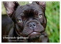 Französische Bulldoggen - Schutzengel auf 4 Pfoten (Wandkalender 2024 DIN A4 quer), CALVENDO Monatskalender