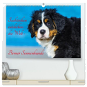 Seebärchen entdecken die Welt - Berner Sennenhunde (hochwertiger Premium Wandkalender 2024 DIN A2 quer), Kunstdruck in Hochglanz