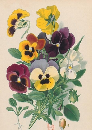 Bois-D. Carnet Ligné Pensées, Dessin 19e Siècle. Hachette Livre, 2018.