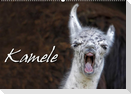 Kamele (Wandkalender 2022 DIN A2 quer)