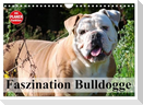 Faszination Bulldogge (Wandkalender 2024 DIN A4 quer), CALVENDO Monatskalender