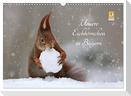 Unsere Eichhörnchen in Bayern (Wandkalender 2024 DIN A3 quer), CALVENDO Monatskalender