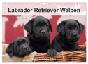 Labrador Retriever Welpen (Wandkalender 2025 DIN A4 quer), CALVENDO Monatskalender
