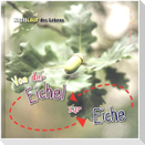 Von der Eichel bis zur Eiche