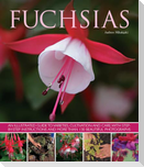 Fuchsias