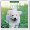 Toy and Miniature Poodles - Zwergpudel 2027 - 16-Monatskalender