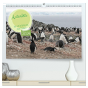 Antarktis Auf der Entdeckung ihrer Tierwelt (hochwertiger Premium Wandkalender 2024 DIN A2 quer), Kunstdruck in Hochglanz