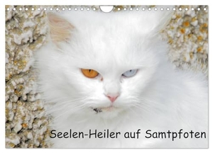 Spengler, Manfred. Seelen-Heiler auf Samtpfoten (Wandkalender 2024 DIN A4 quer), CALVENDO Monatskalender - Katzen, der Deutschen liebstes Haustier. Calvendo Verlag, 2023.