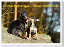 Einmal Bullterrier - immer Bullterrier (Wandkalender 2025 DIN A2 quer), CALVENDO Monatskalender