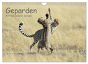 Geparden - Afrikas grazile Katzen (Wandkalender 2024 DIN A4 quer), CALVENDO Monatskalender