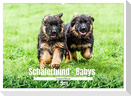 Langstockhaar - Schäferhund - Babys (Wandkalender 2024 DIN A2 quer), CALVENDO Monatskalender