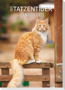 Tatzentiger 2025 - Bildkalender A3 (29,7x42 cm) - Curious Cats - mit Feiertagen (DE/AT/CH) und Platz für Notizen - Wandplaner - Katzenkalender