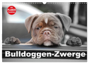 Bulldoggen-Zwerge (Wandkalender 2024 DIN A3 quer), CALVENDO Monatskalender