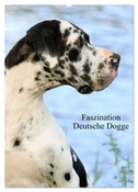 Faszination Deutsche Dogge (Wandkalender 2024 DIN A2 hoch), CALVENDO Monatskalender