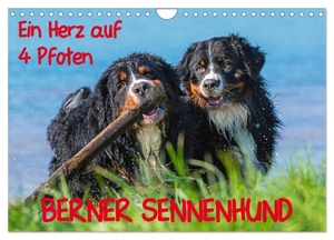 Starick, Sigrid. Ein Herz auf 4 Pfoten - Berner Sennenhund (Wandkalender 2024 DIN A4 quer), CALVENDO Monatskalender - Mit Berner Sennenhunden durch das Jahr. Calvendo, 2023.
