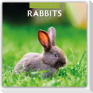 Rabbits - Hasen - Kaninchen 2027 - 16-Monatskalender