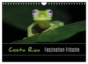 Eßer, Kevin. Costa Rica - Faszination Frösche (Wandkalender 2024 DIN A4 quer), CALVENDO Monatskalender - Makroaufnahmen von Fröschen aus Costa Rica. Calvendo, 2023.