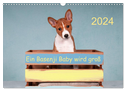 Ein Basenji Baby wird groß (Wandkalender 2024 DIN A3 quer), CALVENDO Monatskalender