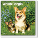 Welsh Corgis - Welsh Corgi 2027 - 16-Monatskalender
