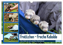Frettchen - Freche Kobolde (Wandkalender 2024 DIN A3 quer), CALVENDO Monatskalender