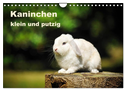 Kaninchen klein und putzig (Wandkalender 2024 DIN A4 quer), CALVENDO Monatskalender