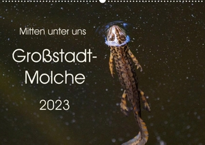 Wibke Hildebrandt, Anne. Mitten unter uns - Großstadt-Molche (Wandkalender 2023 DIN A2 quer) - Große und kleine Teichmolche (Monatskalender, 14 Seiten ). Calvendo Verlag, 2022.