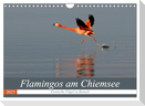 Flamingos am Chiemsee (Wandkalender 2025 DIN A4 quer), CALVENDO Monatskalender