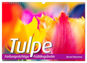 TULPE Farbenprächtige Frühlingsbotin (Wandkalender 2025 DIN A3 quer), CALVENDO Monatskalender
