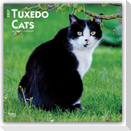 Tuxedo Cats - Tuxedo Katzen 2027 - 16-Monatskalender