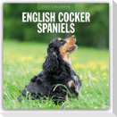 English Cocker Spaniels - Englisch Cocker Spaniel 2027 - 16-Monatskalender