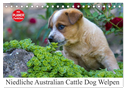Niedliche Australian Cattle Dog Welpen (Tischkalender 2024 DIN A5 quer), CALVENDO Monatskalender