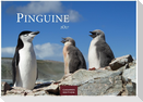 Pinguine Kalender 2027 - Wandkalender | Fotokalender Tierkalender 24x35cm | . mit niedlichen Pinguin-Motiven im antarktischen Lebensraum.