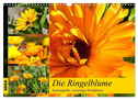 Die Ringelblume. Sonnengelbe, vielseitige Heilpflanze (Wandkalender 2024 DIN A3 quer), CALVENDO Monatskalender