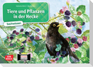 Tiere und Pflanzen in der Hecke. Kamishibai Bildkartenset