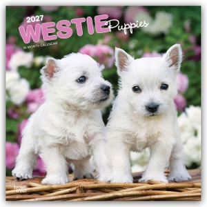 Publishers, Browntrout. West Highland White Terrier Puppies - Westie Puppies - West Highland White Terrier Welpen - Westie Welpen 2027 - 16-Monatskalender - Original BrownTrout-Kalender [Mehrsprachig] [Kalender]. Browntrout Verlags GmbH, 2026.