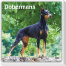 Dobermans - Dobermann 2027 - 16-Monatskalender