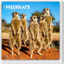 Meerkats - Erdmännchen 2026 - 16-Monatskalender