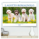 Lagotto Romagnolo - Der Trüffelhund aus Italien (hochwertiger Premium Wandkalender 2025 DIN A2 quer), Kunstdruck in Hochglanz